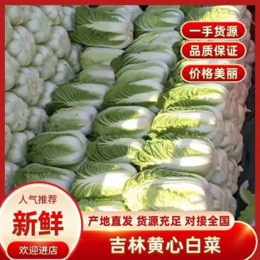 【实力】吉林玲珑黄心白菜产地直发保质保量对接全国量大从优