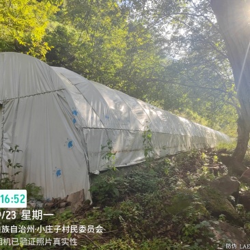 段木种植精品金耳菌