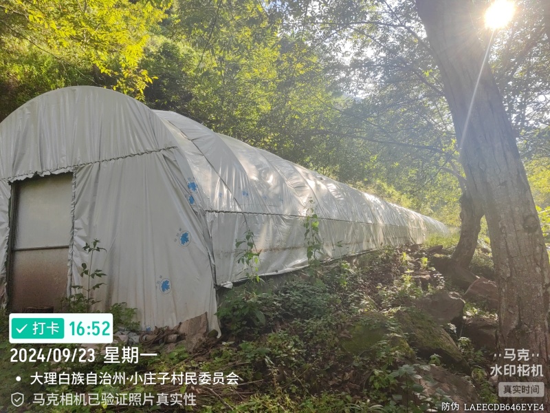 段木种植精品金耳菌