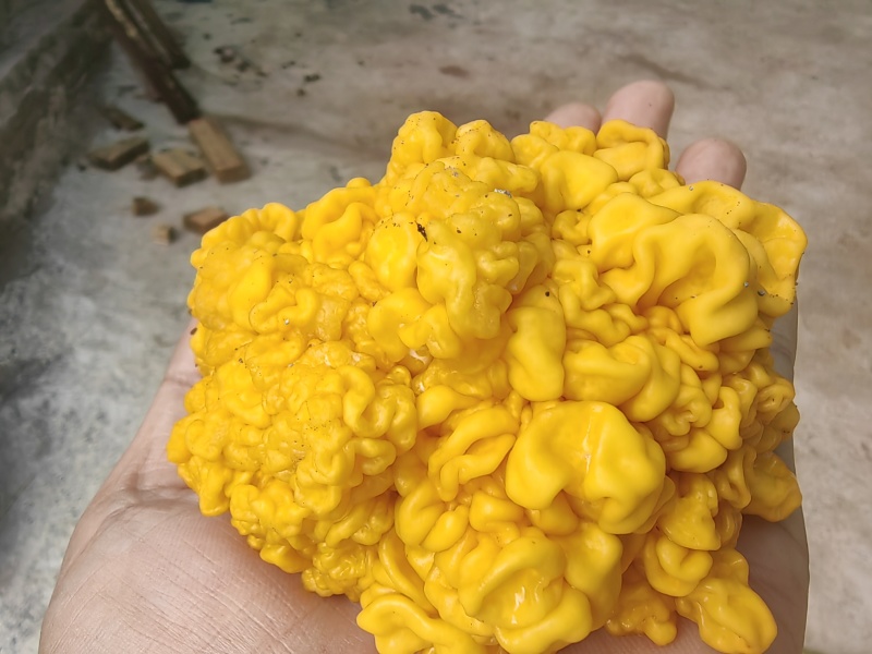 段木种植精品金耳菌