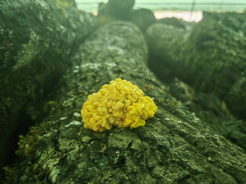 段木种植精品金耳菌