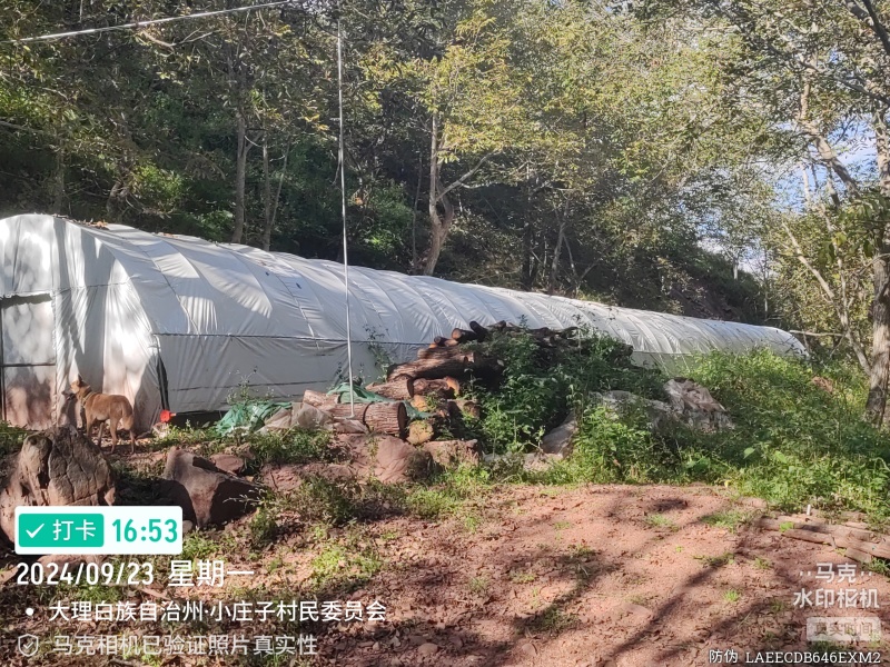 段木种植精品金耳菌