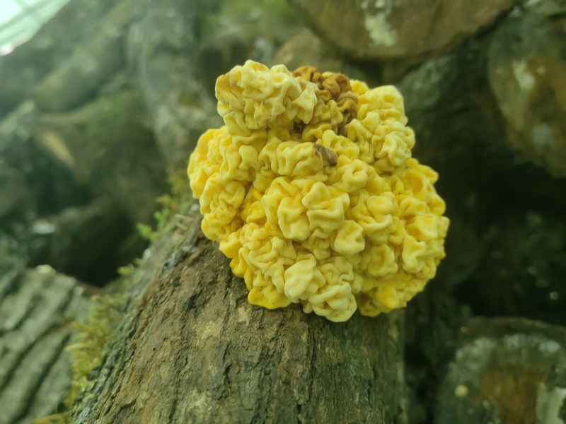 段木种植精品金耳菌