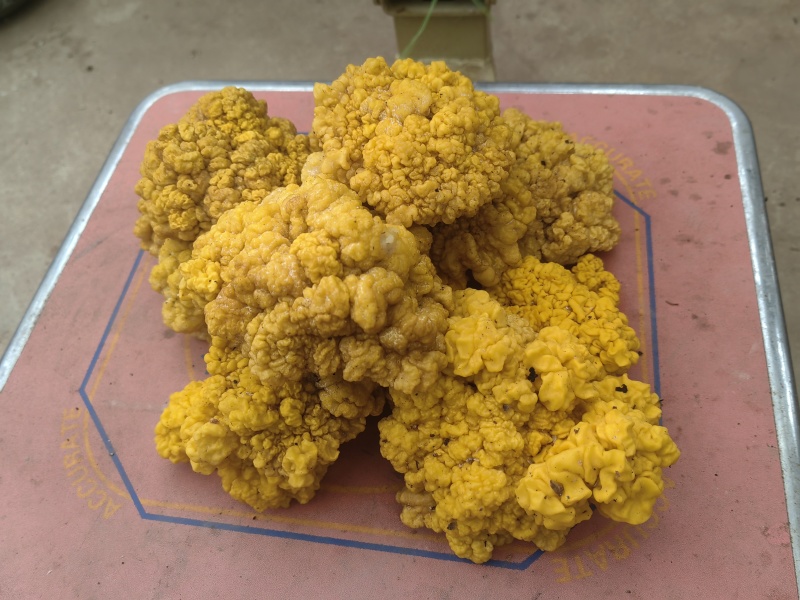 段木种植精品金耳菌