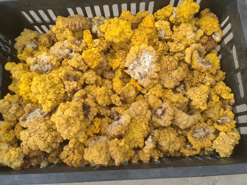 段木种植精品金耳菌