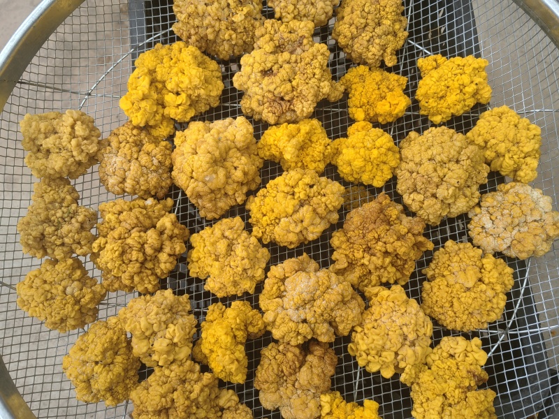 段木种植精品金耳菌
