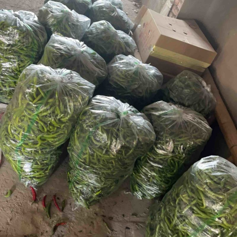 杭椒产地货源量大从优可视频看货