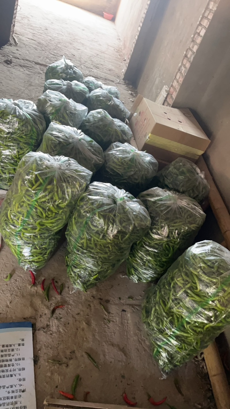 杭椒产地货源量大从优可视频看货