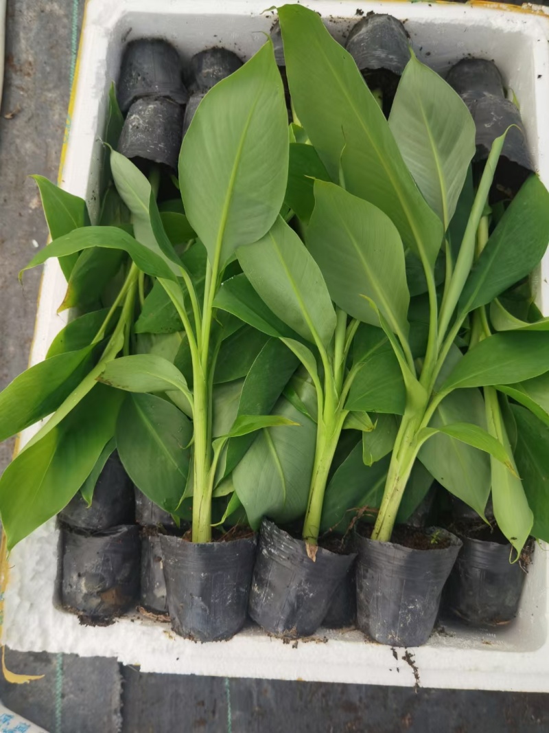 香蕉苗，金粉一号蕉苗，西贡蕉苗，芭蕉苗
