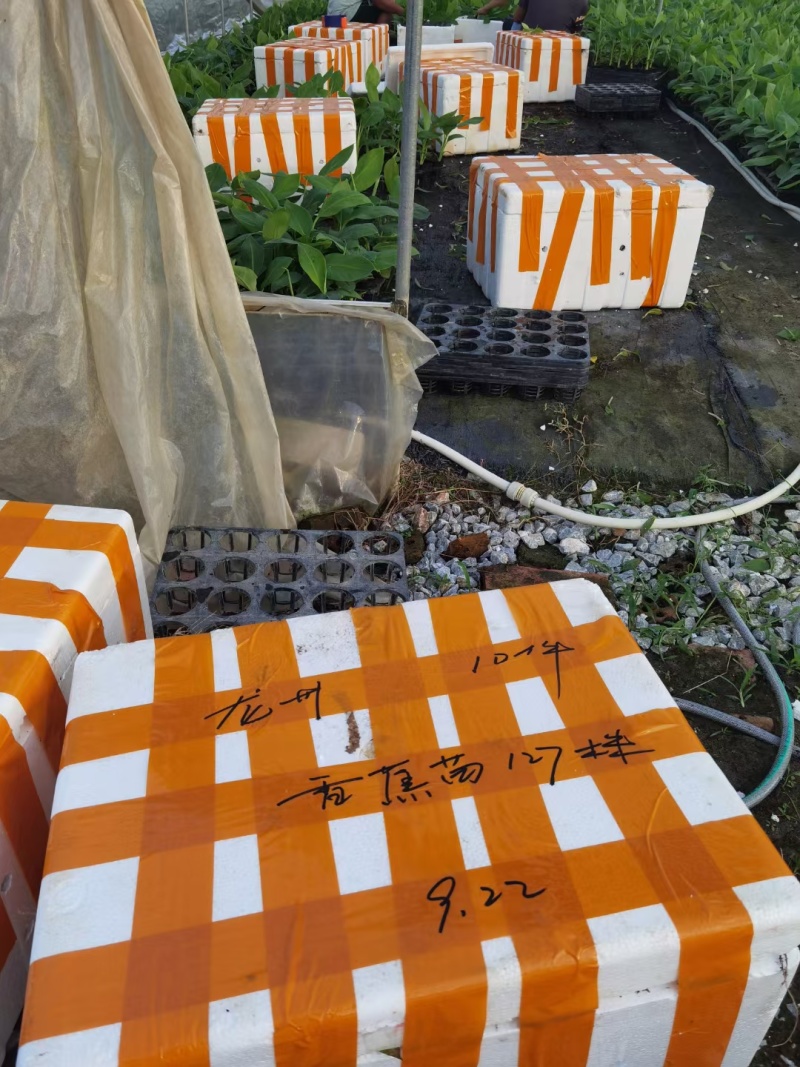 香蕉苗，金粉一号蕉苗，西贡蕉苗，芭蕉苗