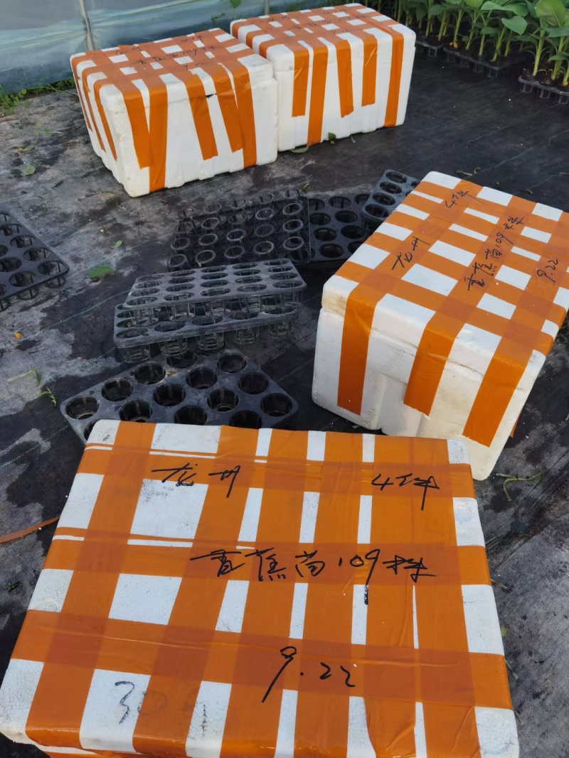 香蕉苗，金粉一号蕉苗，西贡蕉苗，芭蕉苗