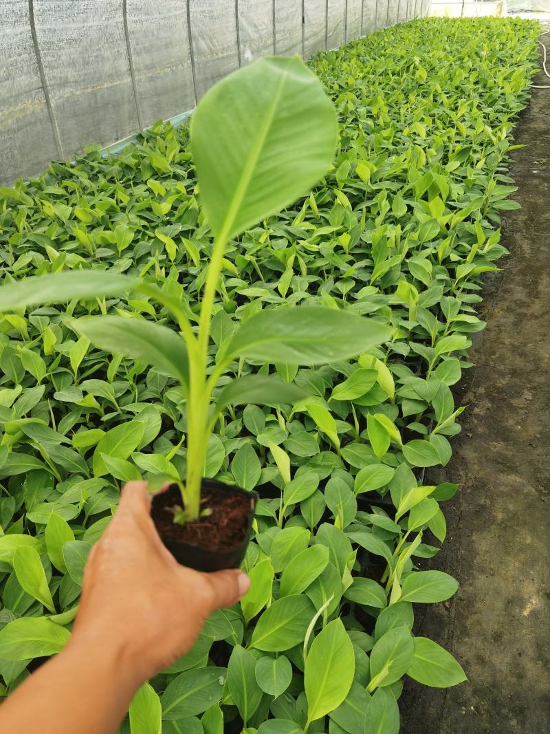 香蕉苗，金粉一号蕉苗，西贡蕉苗，芭蕉苗