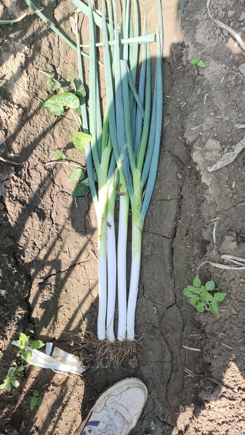 长白小叶葱，出货快，大量上市中