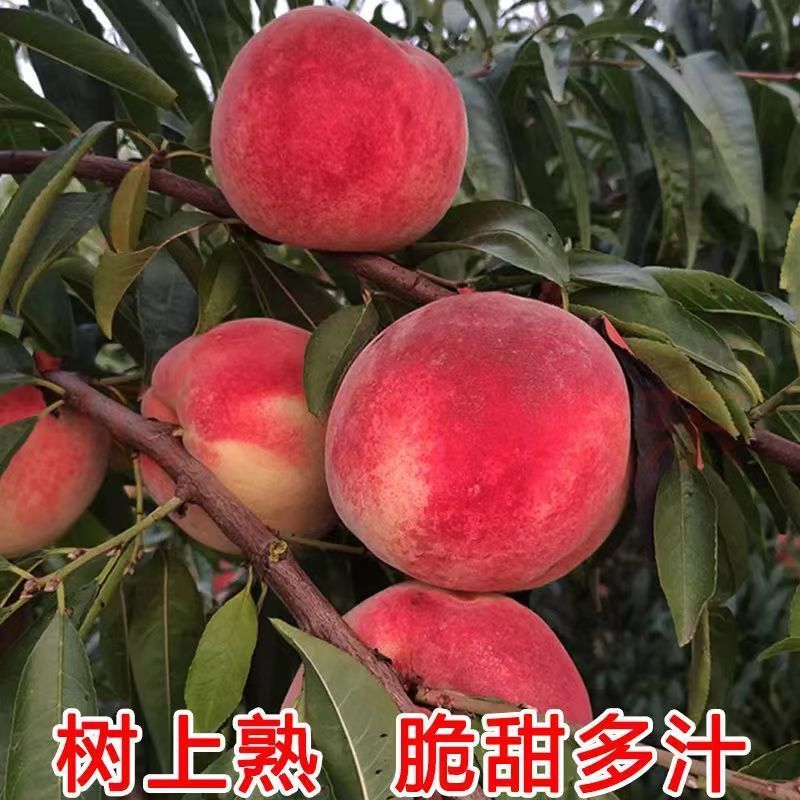 山东金秋红蜜桃大量供应对接市场商超电商等