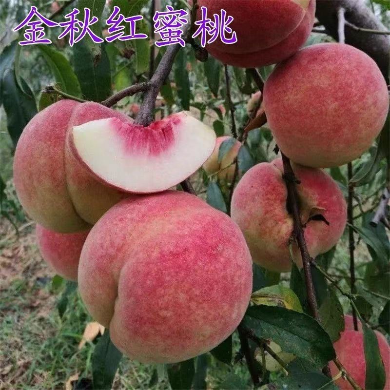 山东金秋红蜜桃大量供应对接市场商超电商等
