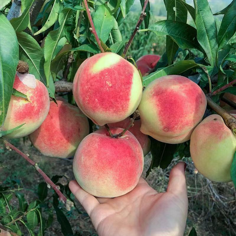 山东金秋红蜜桃大量供应对接市场商超电商等