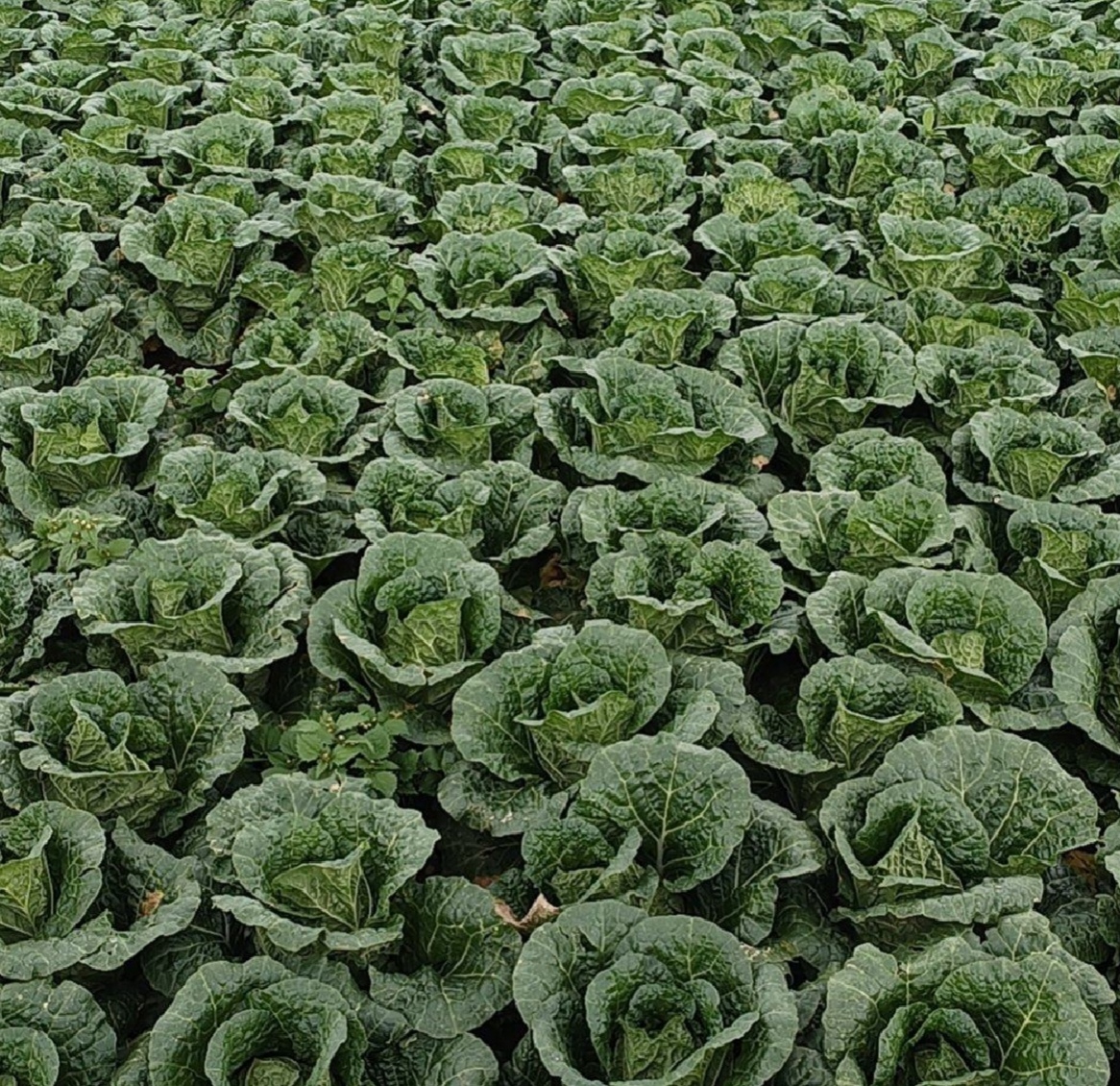 黄心白菜田间生长图