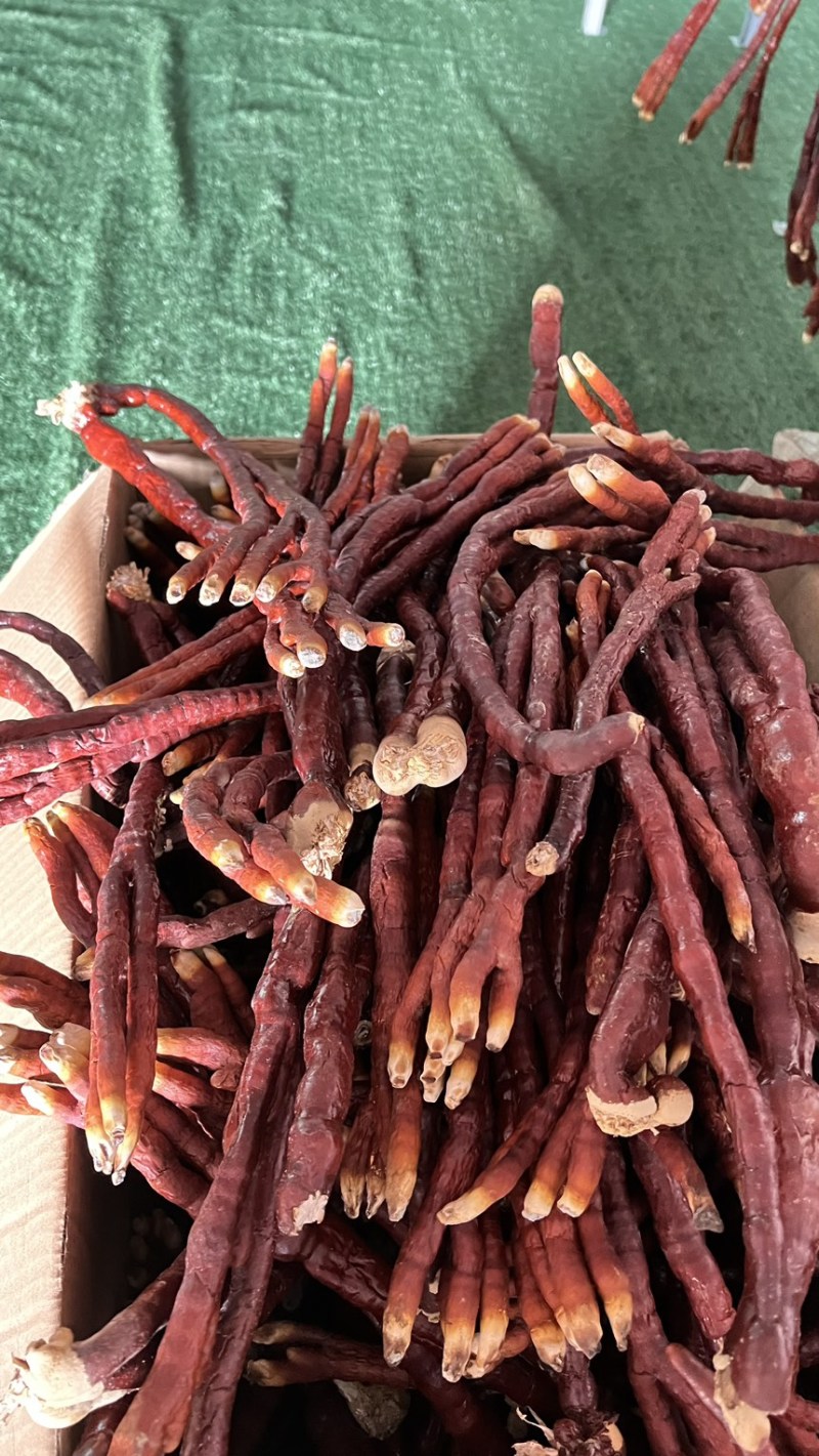 鹿茸菌包，支持定做，厂家直销，价格可谈