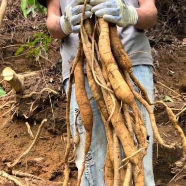 野生牛大力45一斤20斤起批