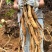 野生牛大力45一斤20斤起批