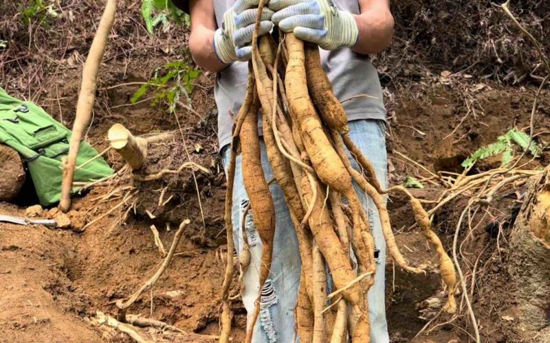 野生牛大力45一斤20斤起批