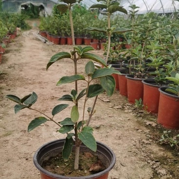 中华木绣球，也叫抖球花，耐寒耐热，适合全国各地栽种。