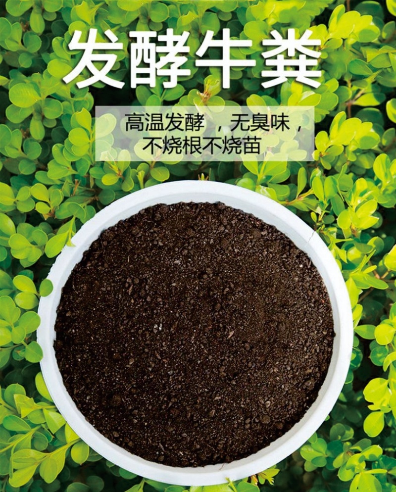 精品四川发酵牛粪，基地直发，保质保量，可视频看货