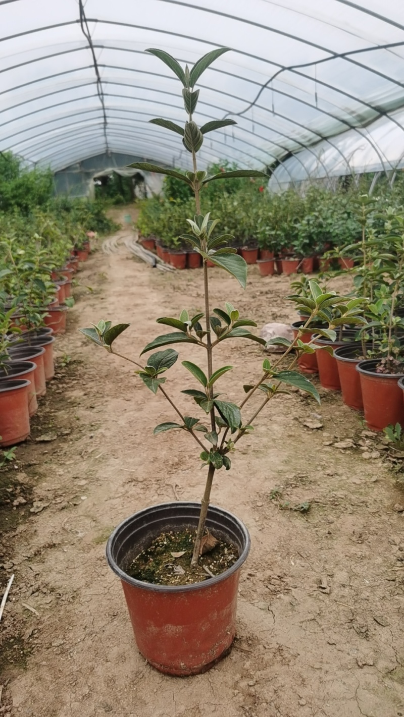 中华木绣球，也叫抖球花，耐寒耐热，适合全国各地栽种。