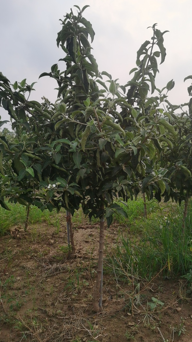 中华木绣球，也叫抖球花，耐寒耐热，适合全国各地栽种。