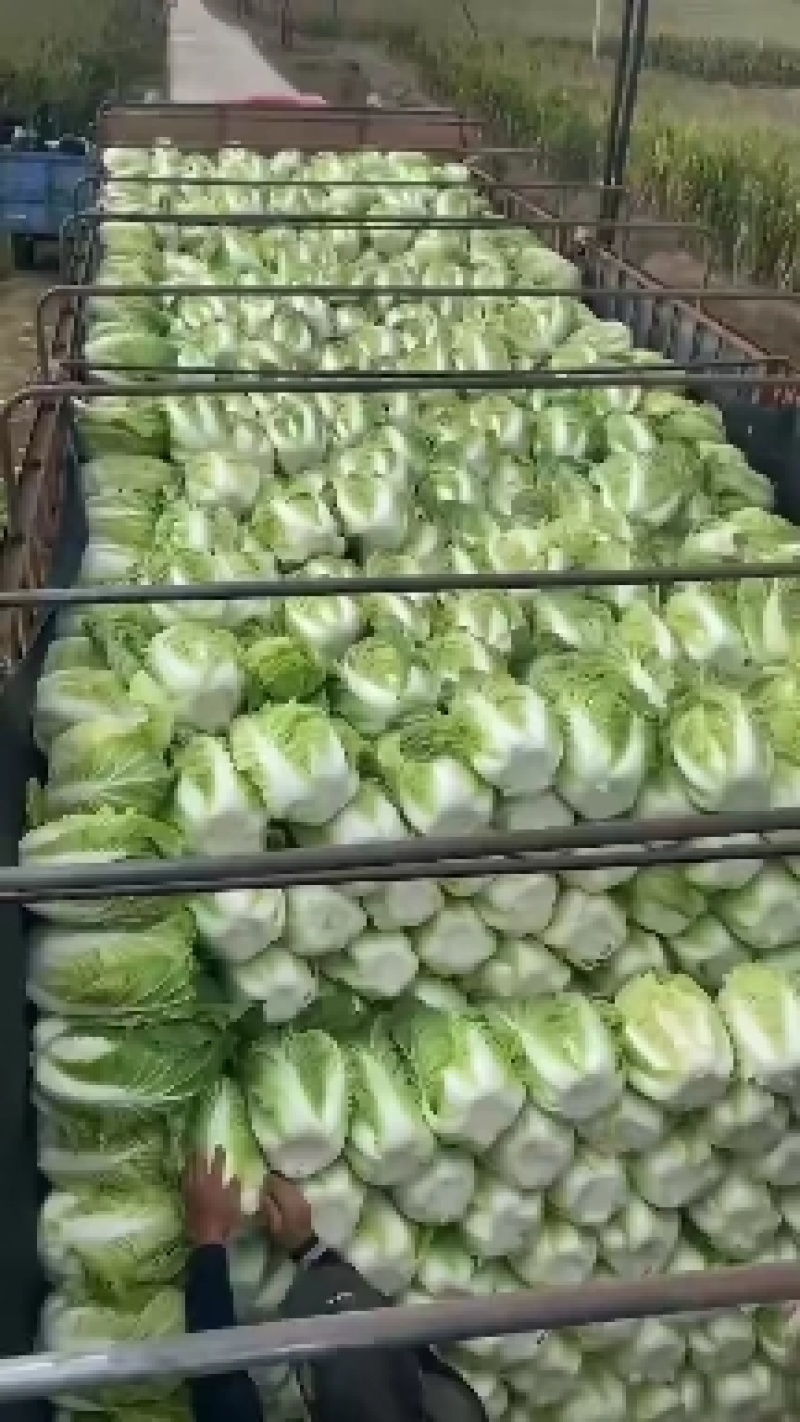 黄心包心菜：吉林陆地白菜，口感细腻，好吃，生长季节长。
