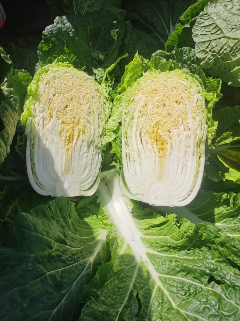 黄心包心菜：吉林陆地白菜，口感细腻，好吃，生长季节长。