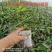 中华木绣球，无妨布袋扦插苗，耐热，耐寒适合全国各地栽种，