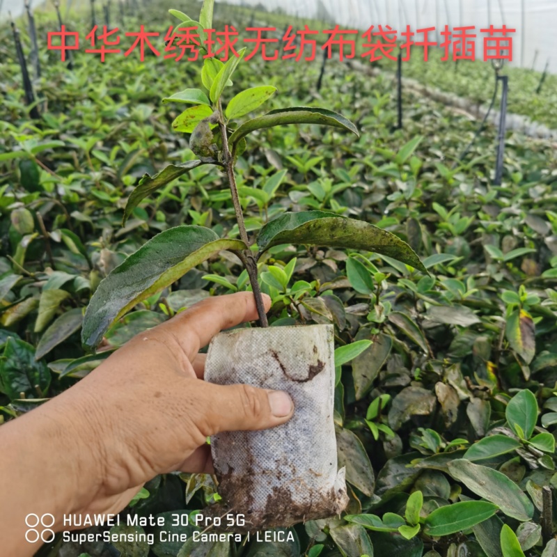 中华木绣球，无妨布袋扦插苗，耐热，耐寒适合全国各地栽种，