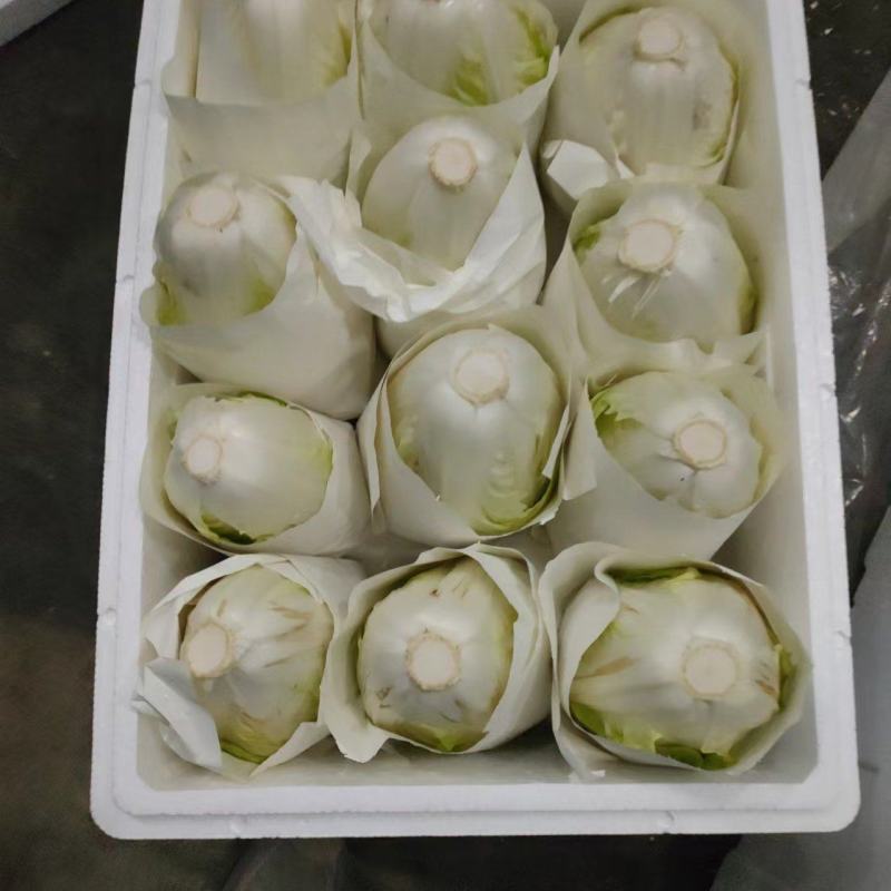 开封夏阳白菜大量上市产地直发保质保量对接全国