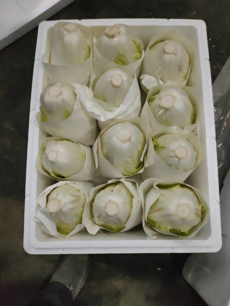 开封夏阳白菜大量上市产地直发保质保量对接全国