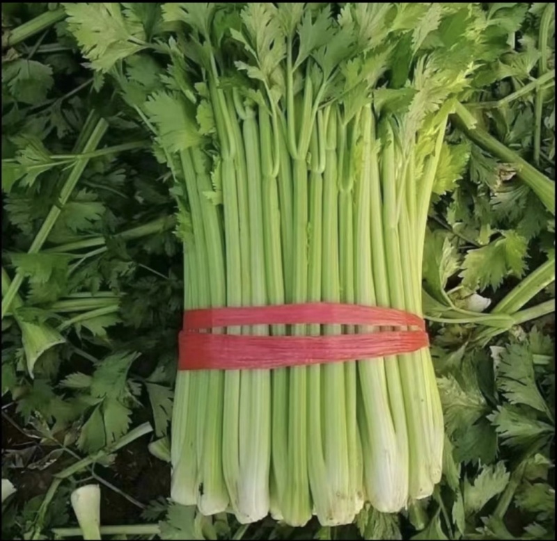 山东芹菜种植基地产地源头直供一手货源全国发货