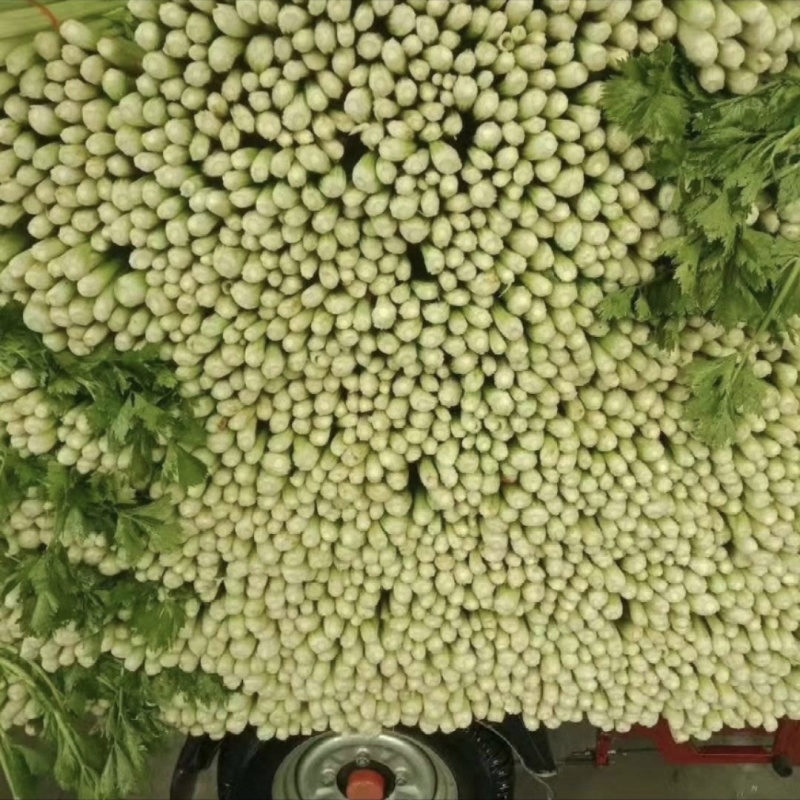 山东芹菜种植基地产地源头直供一手货源全国发货