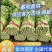 山东芹菜种植基地产地源头直供一手货源全国发货