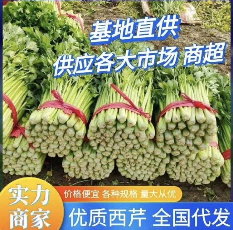山东芹菜种植基地产地源头直供一手货源全国发货