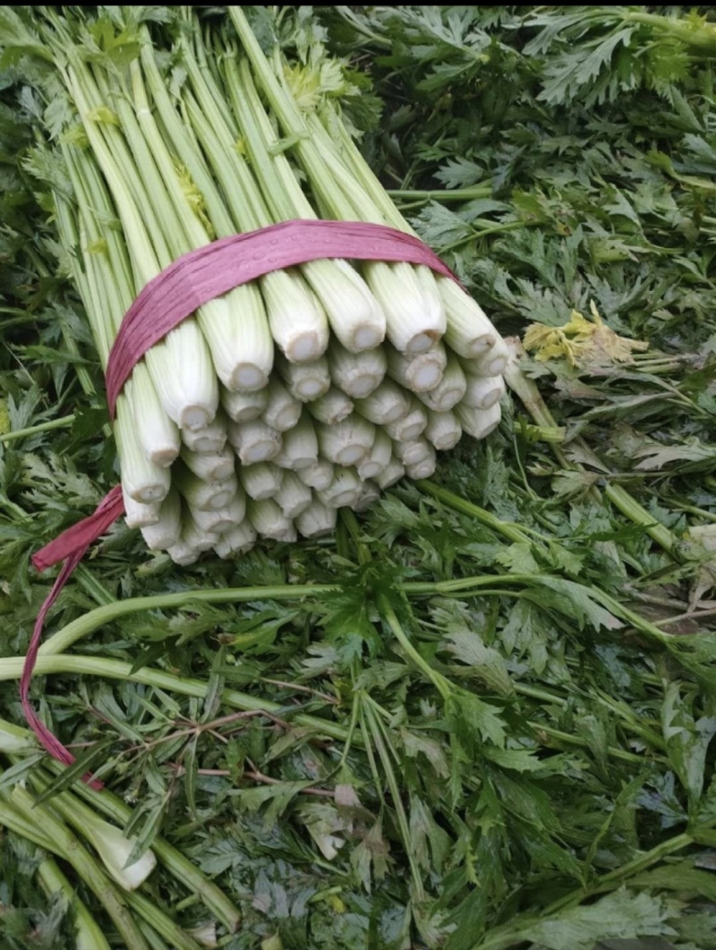 山东芹菜种植基地产地源头直供一手货源全国发货