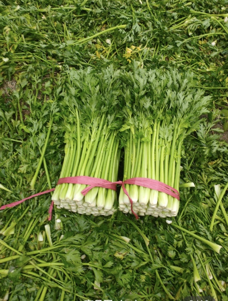 山东芹菜种植基地产地源头直供一手货源全国发货