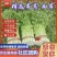 山东芹菜种植基地产地源头直供一手货源全国发货