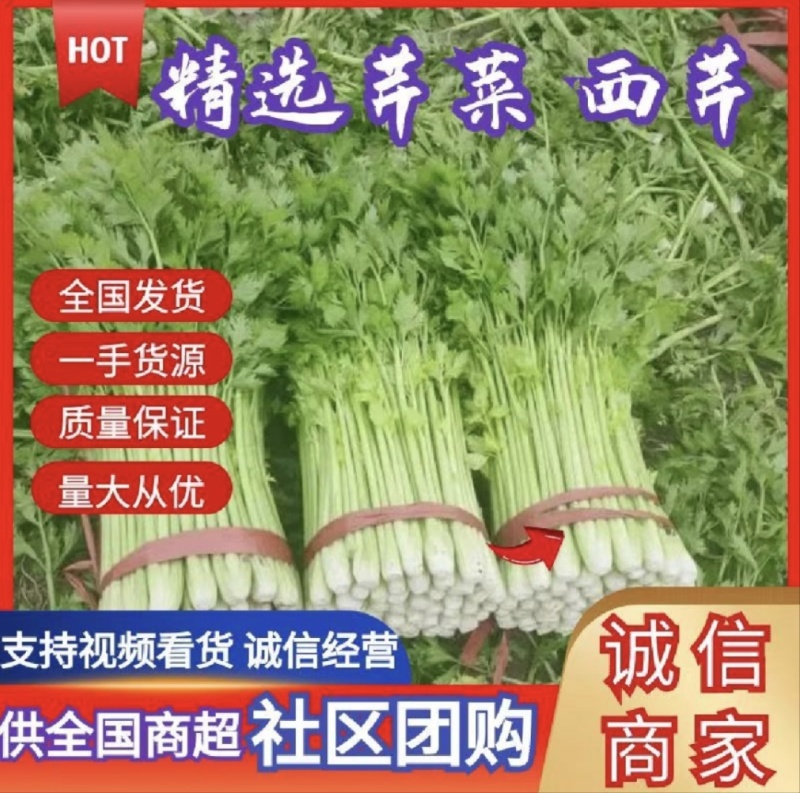 山东芹菜种植基地产地源头直供一手货源全国发货