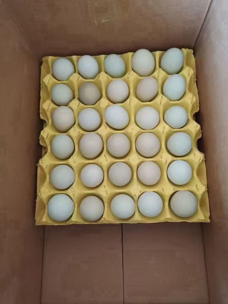 【推荐】粗粮绿壳蛋360枚/重33斤/一手货源