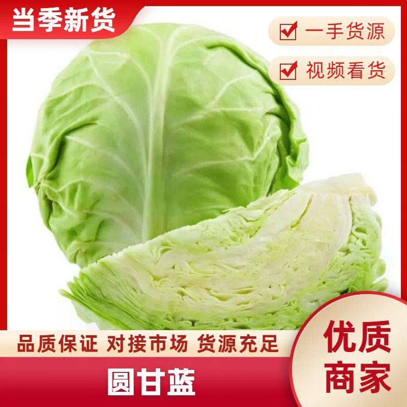 《热卖》精品甘蓝产地直销供应各大市场，欢迎采购