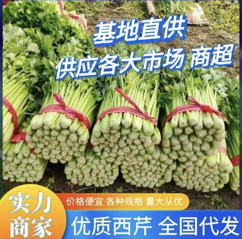 山东芹菜种植基地源头产地直发一手货源全国代发