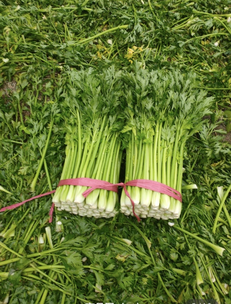 山东芹菜种植基地源头产地直发一手货源全国代发