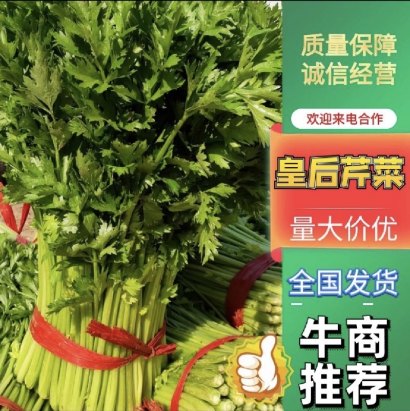 山东芹菜种植基地源头产地直发一手货源全国代发