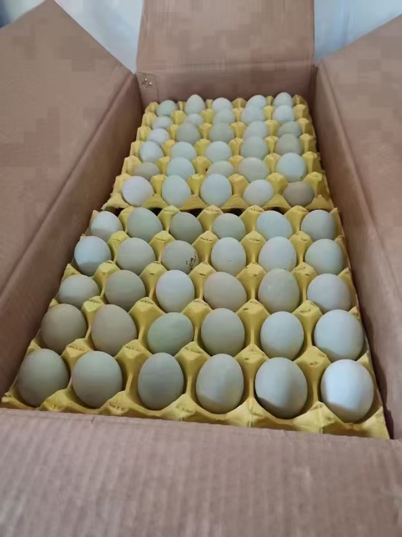 山东绿壳蛋480枚/箱产地货源/供应市场电商/量大谈价