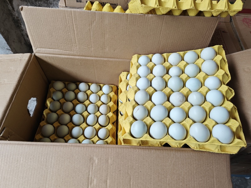 山东绿壳蛋480枚/箱产地货源/供应市场电商/量大谈价